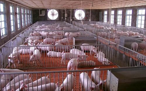 养猪场污水怎么处理比较好-hth首页登录
