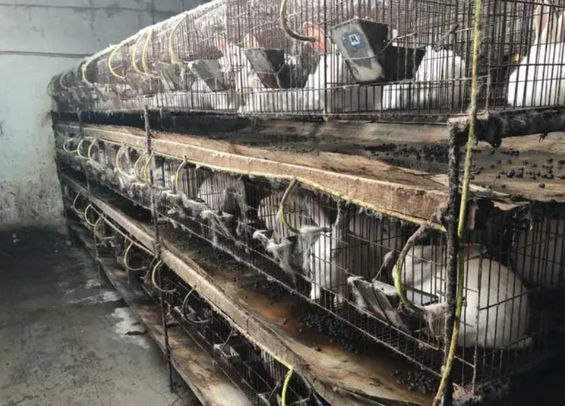 荷兰兔养殖废水处理设备厂家-hth首页登录
